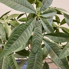 パキラ フェイクグリーン  観葉植物 光触媒