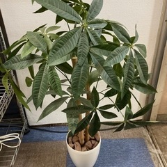 パキラ フェイクグリーン  観葉植物 光触媒