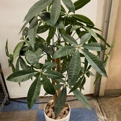 パキラ フェイクグリーン  観葉植物 光触媒