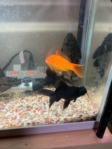 プレコ3匹 金魚1匹 出目金2匹 うづり 稲敷のその他の中古あげます 譲ります ジモティーで不用品の処分