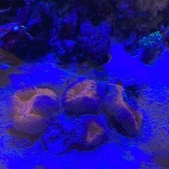 タバネサンゴ　サンゴ