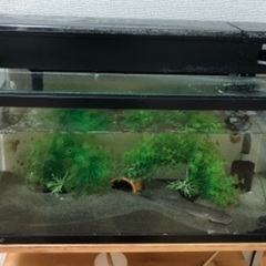 御殿場市 アクアリウム60cm水槽 水槽台 等々 Www Audassanitation Com