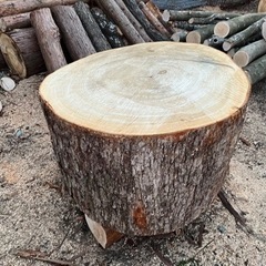 クスノキ　楠の木の大きな丸太