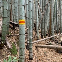 三重県で竹林整備でお困りの方お知り合いの方