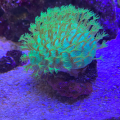 サンゴ4種類セット