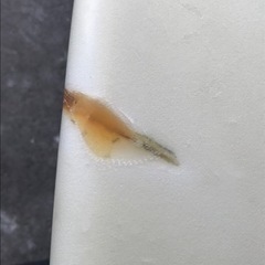 チャネルアイランド TLOW