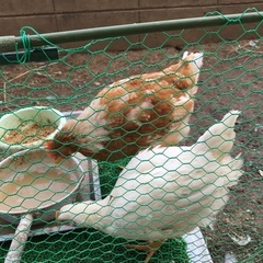 ニワトリ　鶏2羽(雄１羽、雌１羽)