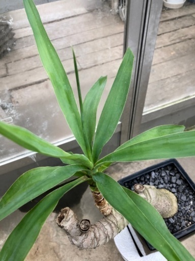 陶器植えユッカ現品処分品