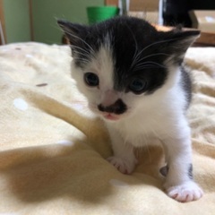 子猫　オス　生後３か月 − 滋賀県