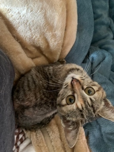 めっちゃ可愛い小さなキジの仔猫ちゃん 譲渡 みくる 大分の猫の里親募集 ジモティー