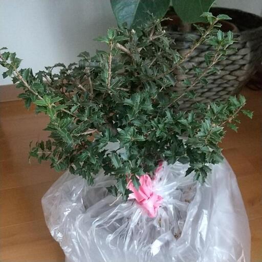 姫ヒイラギ あんじゅ 自由が丘のその他の中古あげます 譲ります ジモティーで不用品の処分
