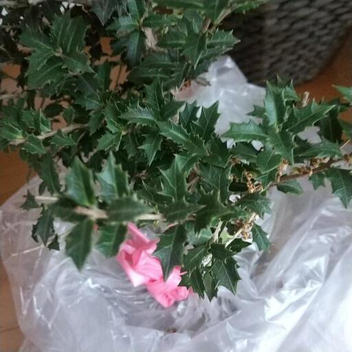 姫ヒイラギ あんじゅ 自由が丘のその他の中古あげます 譲ります ジモティーで不用品の処分