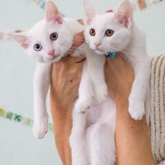 3ヶ月オッドアイ白猫兄弟の画像