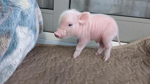 Piglets マイクロブタのブリーダー 販売 マイクロブタカフェ をしています まんさく ヮ 博多のその他のペットの無料広告 無料掲載の掲示板 ジモティー