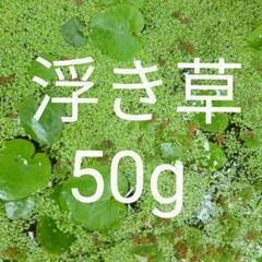 浮き草50ｇ