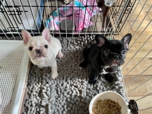 可愛いフレンチブルドッグの赤ちゃん A Um 門司の犬の無料広告 無料掲載の掲示板 ジモティー