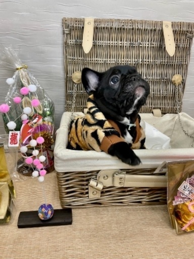 可愛いフレンチブルドッグの赤ちゃん A Um 門司の犬の無料広告 無料掲載の掲示板 ジモティー