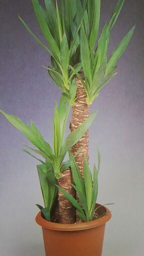 根詰まり観葉植物引取 根腐れ植物処分 横浜 川崎 相模原 海老名 座間 綾瀬 大和 厚木 伊勢原 秦野 小田原 平塚 茅ヶ崎 藤沢 鎌倉 逗 ｆｒｓ神奈川 海老名のリサイクルショップの無料広告 無料掲載の掲示板 ジモティー