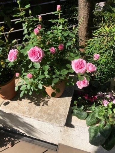 ミニバラ苗 4号ポット ミンティー 下高井戸の家庭用品 ガーデニング の中古あげます 譲ります ジモティーで不用品の処分