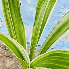 🌿観葉植物 斑入りハマユウ （浜木綿）🌿