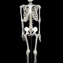 人体骨格模型探しています