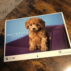 子犬カレンダー0円