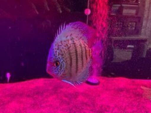 ディスカス　4匹