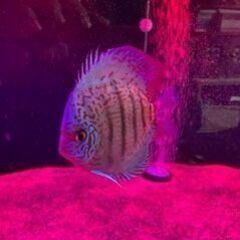 ディスカス 4匹