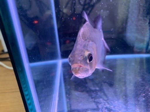 ピラニア