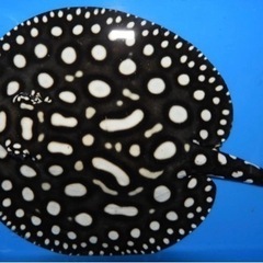 ポルカ　20センチ　メス　引き取り魚 ポルカ 20センチ メス 引き取り魚