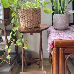 観葉植物ポトス丸いテーブル？つき！