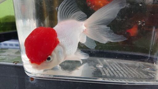金魚 高頭丹頂 なないろめだか 伊賀屋のその他の中古あげます 譲ります ジモティーで不用品の処分