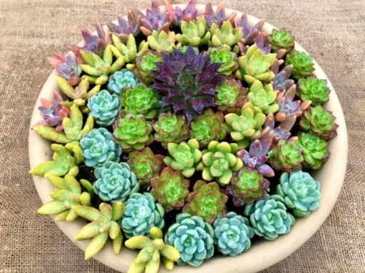 多肉植物寄せ植え(大)