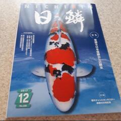 １２月　日鱗　ニチリン　にちりん　2017　鯉　錦鯉　コイ　魚　...