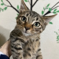 キジトラ子猫男の子