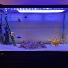 熱帯魚　水槽他フルセット