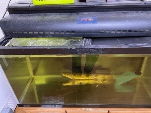 格安大型水槽‼️
