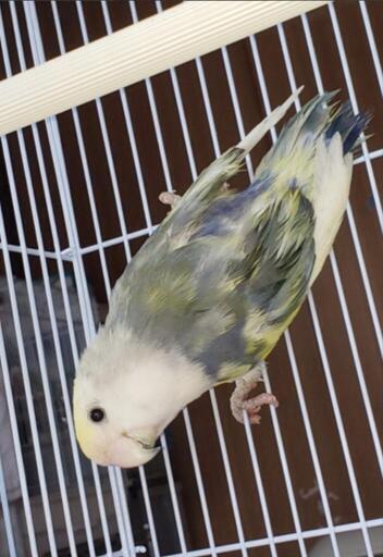 コザクラインコジャンボセキセイインコ 牛乳kozakuli 西都のその他のペットの無料広告 無料掲載の掲示板 ジモティー コザクラインコジャンボセキセイインコ 牛乳kozakuli 西都のその他のペットの無料広告 無料掲載の掲示板 ジモティー