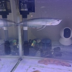 【ネット決済】古代魚