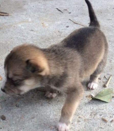 １ヶ月前に生まれた雑種犬子犬です 残り２ モトバヤシ 中山香のその他の里親募集 ジモティー