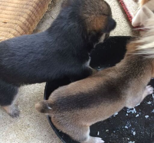 １ヶ月前に生まれた雑種犬子犬です 残り２ モトバヤシ 中山香のその他の里親募集 ジモティー