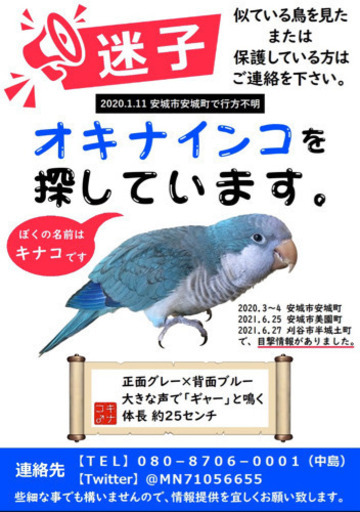 オキナインコを探しています M N 安城の手伝って 助けての助け合い ジモティー