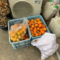 【ネット決済】橙、だいだい、欲しい方いらっしゃいますか？