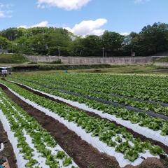 【高時給農業】長野県富士見町でレタス収穫！【未経験歓迎】