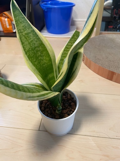 観葉植物 サンスベリア トラノオ Masa 茨木のその他の中古あげます 譲ります ジモティーで不用品の処分 観葉植物 サンスベリア トラノオ Masa 茨木のその他の中古あげます 譲ります ジモティーで不用品の処分