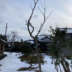 コシアブラの木　コシ油　こしあぶら　山菜