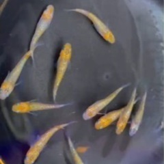 上物宮桜5pr 12000円