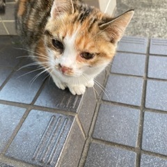 保護猫