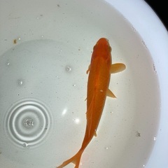 金魚（琵琶湖産ヒブナ）