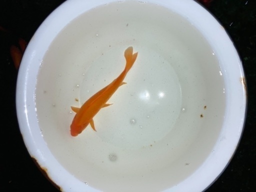 金魚（琵琶湖産ヒブナ）